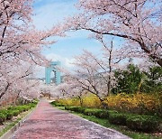 올 봄엔 경주엑스포공원서 벚꽃 버스킹 즐겨볼까