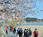 경포 벚꽃축제 3월 31일 개최…개화시기 빨라 일정 앞당겨