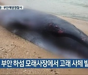 부안 하섬 모래사장에서 고래 사체 발견