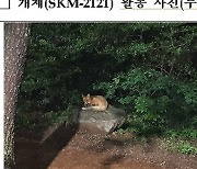 부산서 활동하던 '멸종 위기' 여우, 소백산 돌아오다 폐사