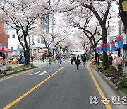 ‘봄바람 휘날리며~ 흩날리는 벚꽃잎이~’…제주 전농로 벚꽃축제 개막