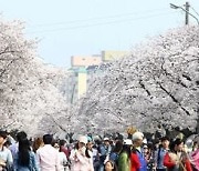 정읍 벚꽃축제 4년 만에 열린다…4월 1일 개막식