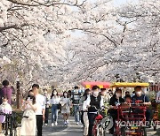 따뜻한 날씨가 나흘 앞당긴 경포 벚꽃축제…31일 개막