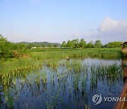 안산시 시화호 상류서 무해성 적조 발생…"생태계에 피해 없어"