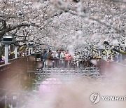 연분홍 진해는 '꽃 반 사람 반'…벚꽃축제 개화 절묘하게 맞췄네