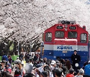 '진해군항제 개막'...벚꽃축제 어디까지 가봤니? 충북도 ‘분홍분홍’