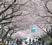 따뜻한 날씨, 빨리 찾아온 서울 벚꽃…역대 두번째 빨라
