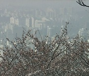 다음 주 벚꽃 절정…마스크 벗자니 '미세먼지·황사 공습'