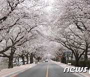 '정읍 벚꽃축제’ 4년 만에 열린다…31일 정읍천 벚꽃로에서 개막