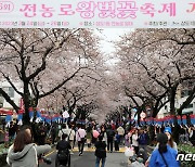 "봄이 왔어요"…4년 만에 돌아온 제주 왕벚꽃 축제 '북적'
