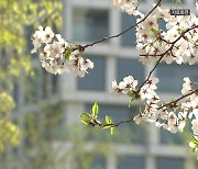 서울 벚꽃 공식 개화...역대 두 번째로 빨라