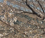 '봄이 왔어요'…서울 벚꽃 역대 2번째로 일찍 개화