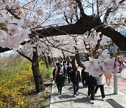 ‘서울 벚꽃’ 역대 두번째로 빨리 개화…여의도는 언제?