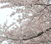 서울 벚꽃 공식 개화···역대 두 번째로 일찍 ‘활짝’