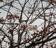 [내일 날씨] 드디어 미세먼지 '보통'… 봄비도 찾아온다
