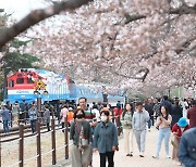 4년 만에 돌아온 진해 군항제…36만 그루 벚꽃 향연