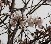 서울 벚꽃 공식 개화…역대 두 번째 일찍 핀 벚꽃