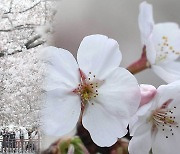 이상고온에 일찍 핀 봄꽃…서울 역대 두 번째 이른 벚꽃