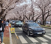 [사진] 솜사탕 같은 연분홍으로 물든 '벚꽃 성지' 경주