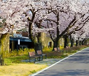 '벚꽃 명소' 경주엑스포대공원, 벚꽃 버스킹 보러 오세요