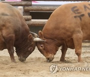 여전한 소싸움 동물학대 논란···대안 고민 시작한 지자체