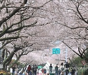 제주 애월읍 왕벚꽃축제 개막