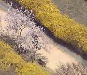 [날씨] 완연한 봄기운...서울 벚꽃도 '기지개'
