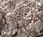 활짝 핀 벚꽃만큼 반가운 3년 만의 봄 축제