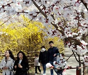 역대 두번째로 빨리 핀 서울 벚꽃…여의도 봄꽃축제 4월4일 [포토]