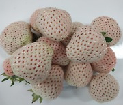 흰딸기·분홍딸기·노랑딸기...신품종 딸기 3종, 양양 클러스터 산업으로 육성