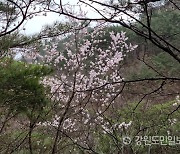 [현장컷] 산벚꽃·얼레지·노루귀…동해 백두대간 자생 봄꽃 개화