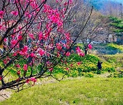 [홍성] 주말에 만난 '봄꽃'… 축제도 열려