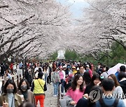 전국 최대 벚꽃 축제…진해군항제 인파