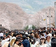 전국 최대 벚꽃 축제…진해군항제 인파