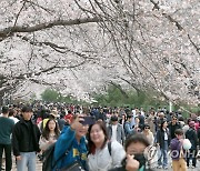 국내 최대 벚꽃 명소…진해군항제 북적북적
