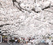 봄 도착…진해 벚꽃 활짝