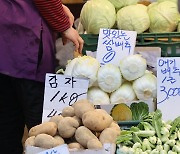 농촌경제연 전망…"저장 감자 출하량 감소에 가격 상승"