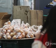 농촌경제연 전망…"저장 감자 출하량 감소에 가격 상승"