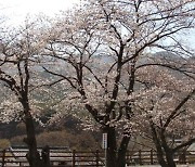 국립공원 계룡산 벚꽃 군락 단지 개화…지난해보다 12일 빨라