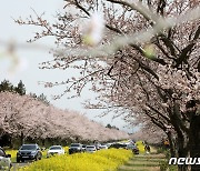 온 섬이 연분홍빛…'제주 벚꽃' 작년보다 이틀 빨리 만발