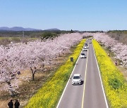 [영상] 벚꽃 향기 가득한 제주섬