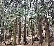 제주 숫모르 편백숲길·사려니숲길 ‘걷기 좋은 명품숲길’