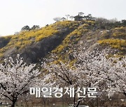 [포토] 봄날의 수채화