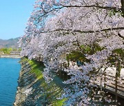 [안동 24시] 하회마을로 벚꽃 여행을…안동벚꽃축제 내달 개막 