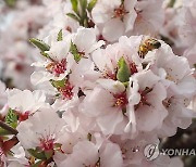 봄꽃 꿀 모으는 벌