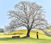 함안군, 말이산 고분군 ‘나홀로나무’ … 사진 촬영 이벤트