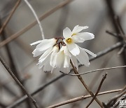 [포토친구] 창경궁 미선나무 꽃