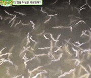 바글바글, 꾸물꾸물… 한강 괴생명체의 정체 [영상]