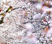 '3월 벚꽃축제' 처음 열린다…설렐 수만은 없는 이유