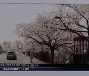 [뉴스공감] 관측 이래 가장 빠른 벚꽃이 던진 온난화 우려